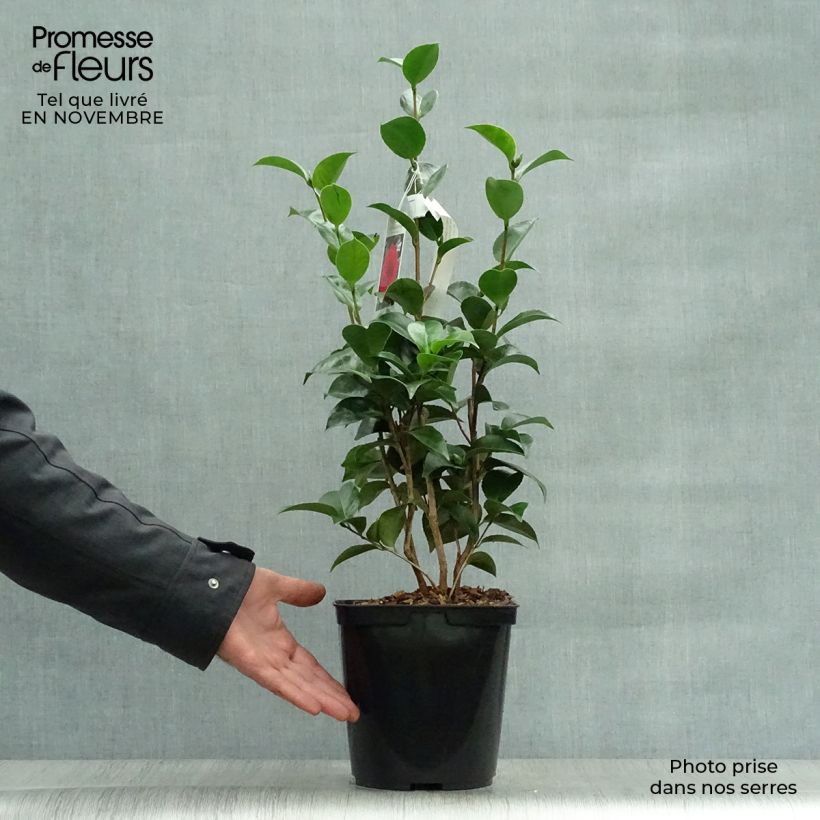 Esemplare di Camellia japonica Roger Hall Vaso da 3L/4L come consegnato in autunno