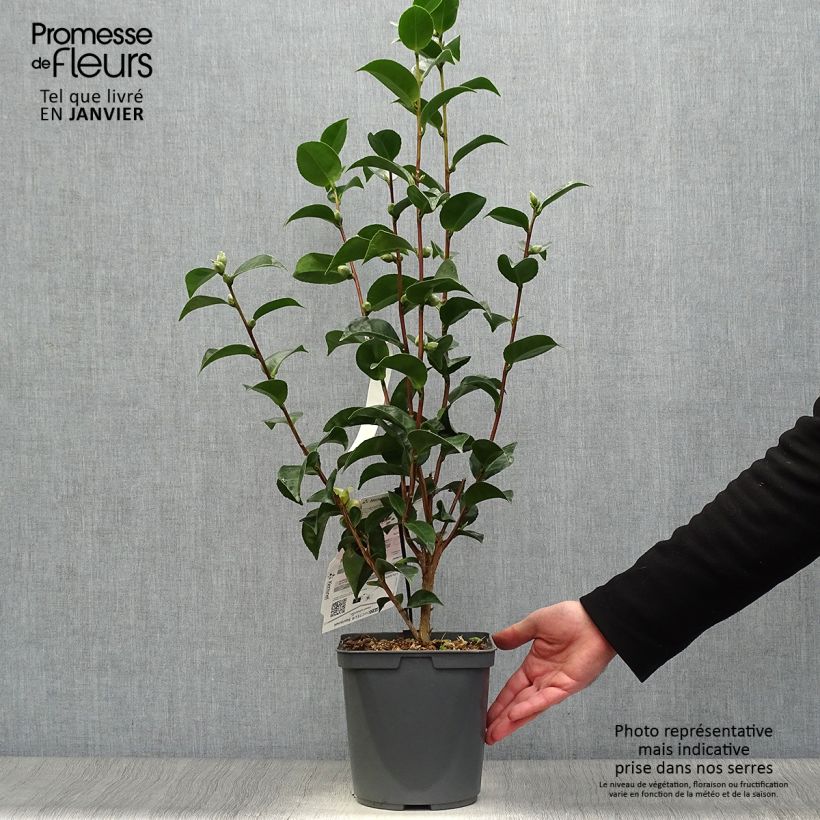 Camellia&#x20;japonica&#x20;Roger&#x20;Hall&#x20;Vaso&#x20;da&#x20;3L&#x2F;4L&#x20;esemplare&#x20;consegnato&#x20;in&#x20;inverno
