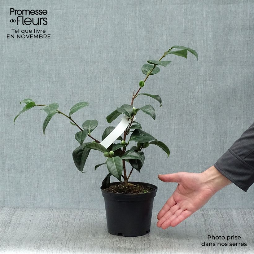 Esemplare di Camellia japonica San dimas Vaso da 2L/3L come consegnato in autunno