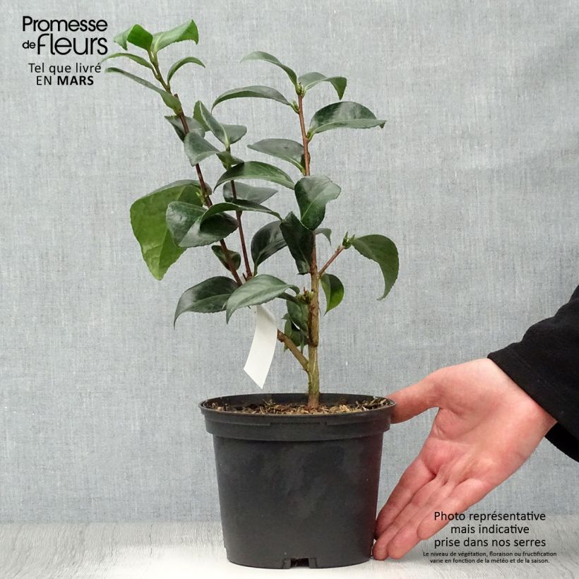 Camellia japonica San dimas Vaso da 2L/3L esemplare consegnato in primavera