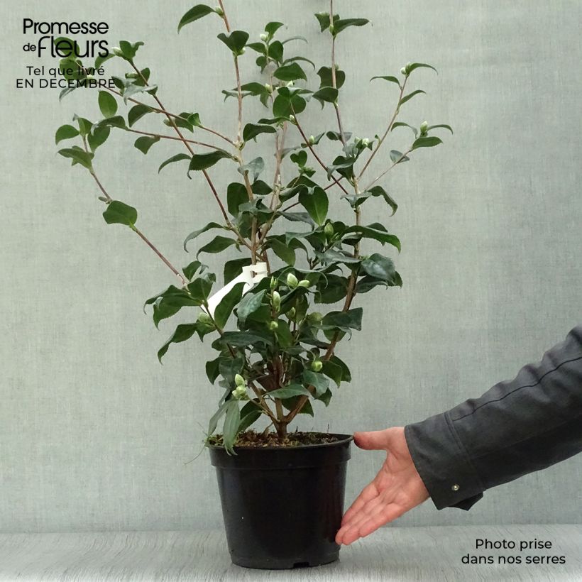 Camellia japonica Sunny Side Vaso da 4L/5L esemplare consegnato in inverno