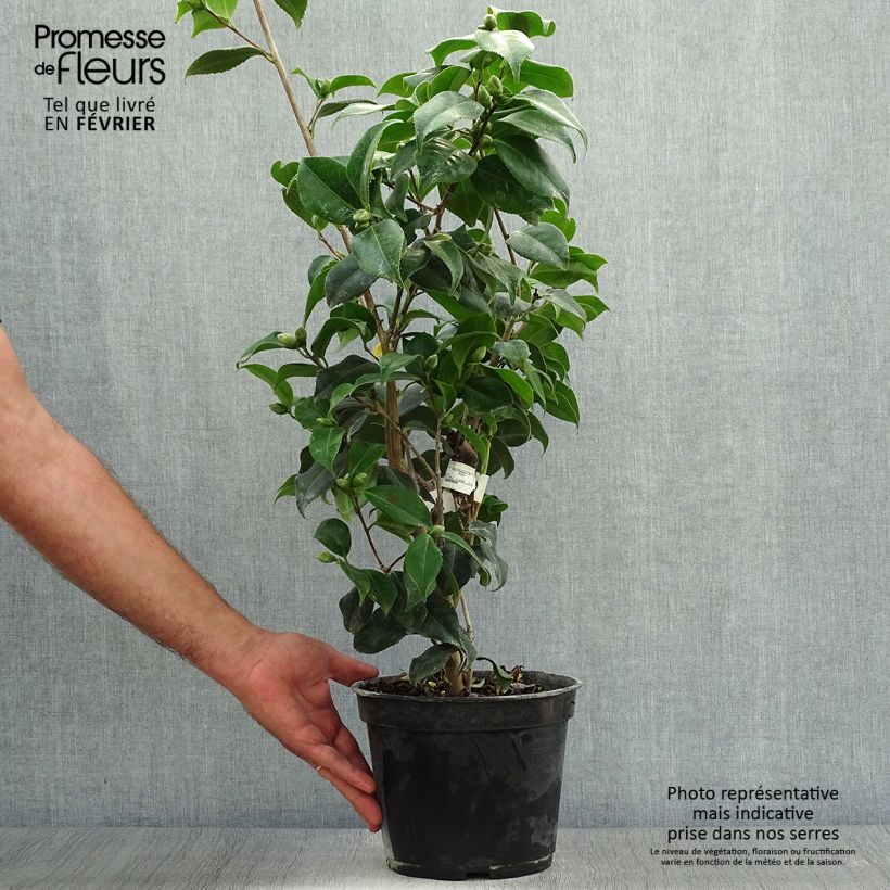 Esemplare di Camellia japonica Sunny Side Vaso da 4L/5L come consegnato in autunno