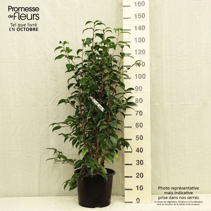 Esemplare di Camellia japonica Traverso Vaso da 12L/15L come consegnato in autunno