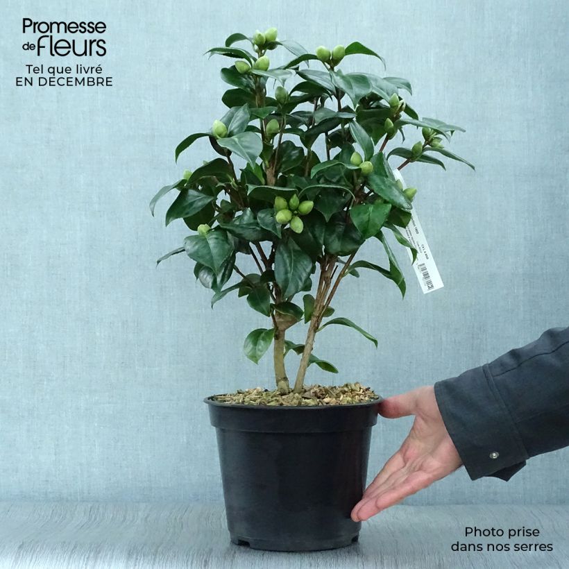 Camellia japonica Valtevareda Vaso da 4L/5L esemplare consegnato in inverno