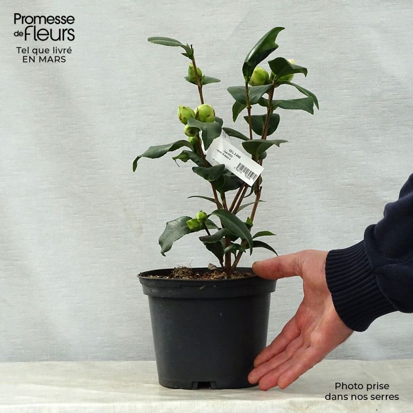 Camellia japonica Virginia Robinson Vaso da 2L/3L esemplare consegnato in primavera