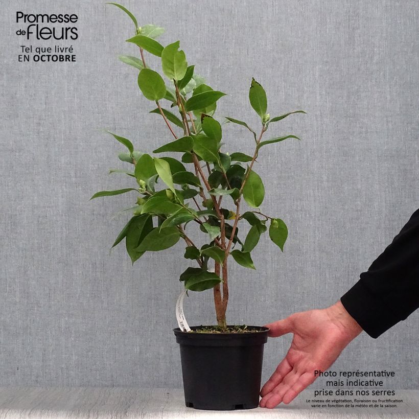 Esemplare di Camellia japonica Virginia Robinson Vaso da 2L/3L come consegnato in autunno
