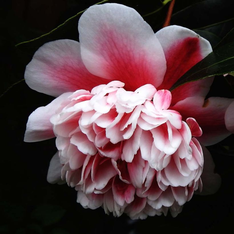 Camellia japonica Volunteer (Fioritura)