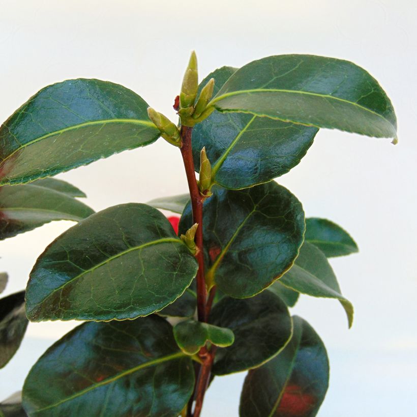 Camellia japonica Volunteer (Fogliame)
