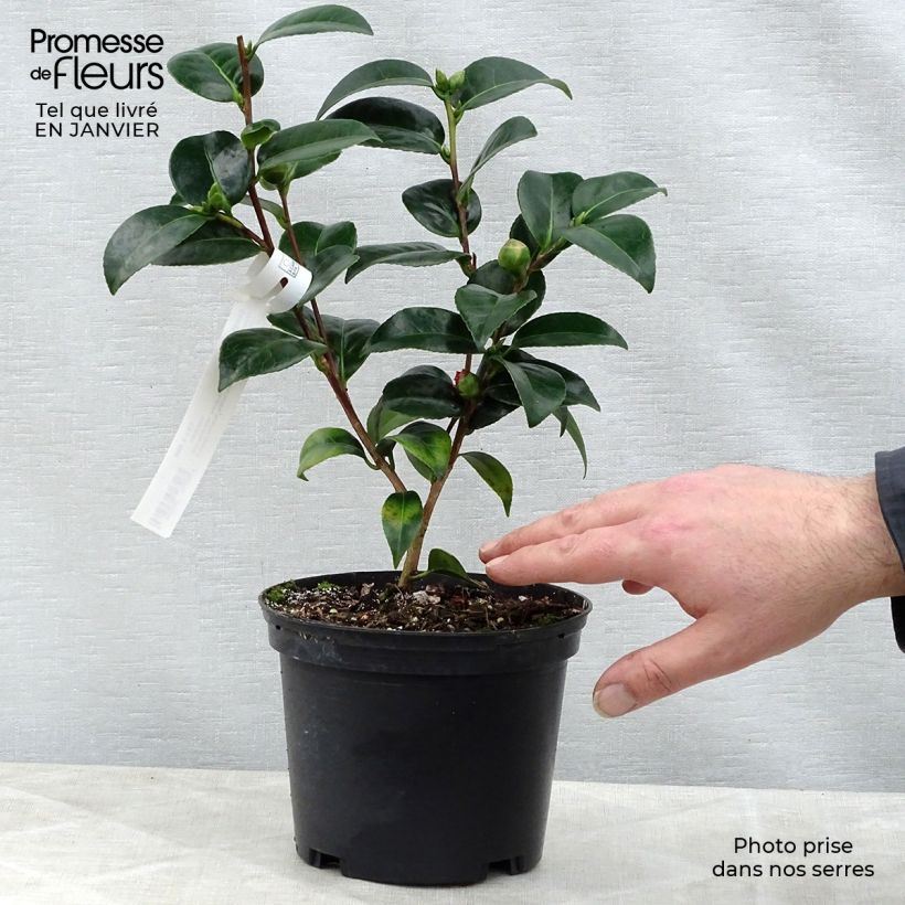 Camellia&#x20;japonica&#x20;Volunteer&#x20;Vaso&#x20;da&#x20;2L&#x2F;3L&#x20;esemplare&#x20;consegnato&#x20;in&#x20;inverno