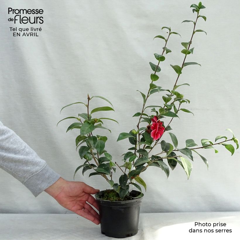 Camellia japonica Volunteer Vaso da 2L/3L esemplare consegnato in primavera