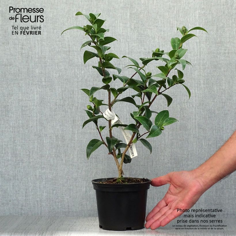 Esemplare di Camellia japonica Volunteer Vaso da 2L/3L come consegnato in autunno