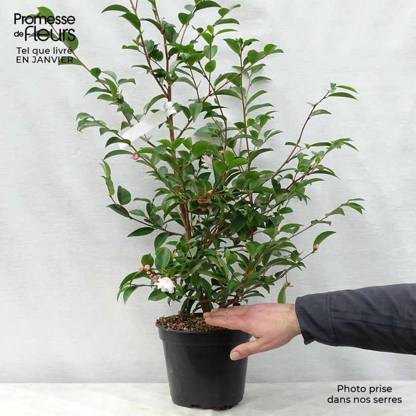 Camellia Cinnamon Cindy Vaso da 3L/4L esemplare consegnato in inverno