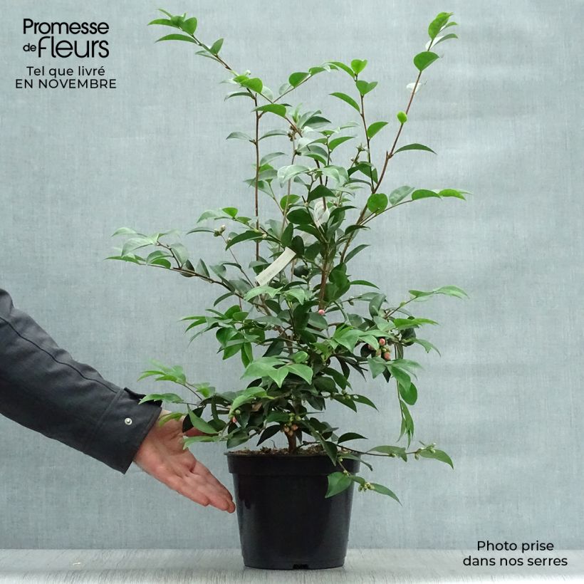 Esemplare di Camellia Cinnamon Cindy Vaso da 3L/4L come consegnato in autunno