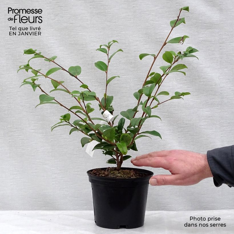 Camellia Cinnamon Scentsation Vaso da 1,5L/2L esemplare consegnato in inverno