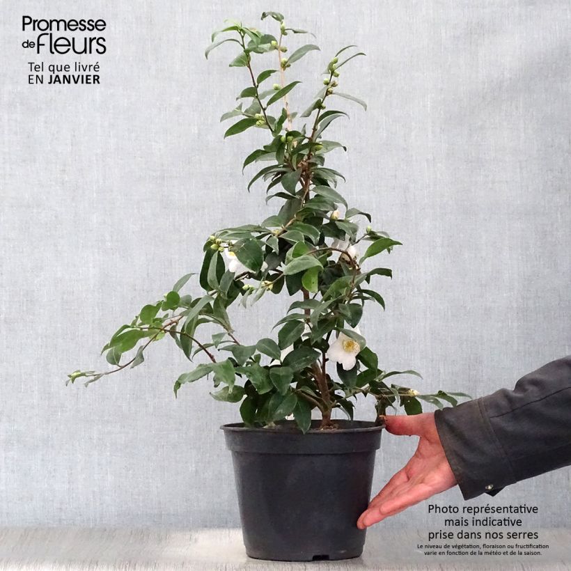 Camellia Cinnamon Scentsation Vaso da 3L/4L esemplare consegnato in inverno