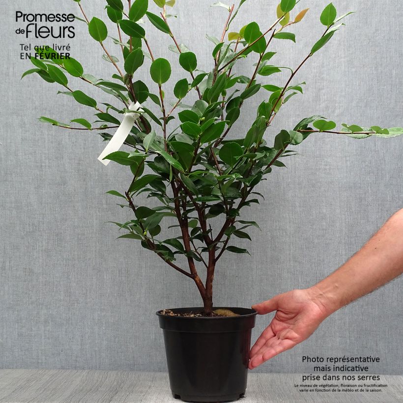 Esemplare di Camellia lutchuensis High Fragrance Vaso da 3L/4L come consegnato in autunno