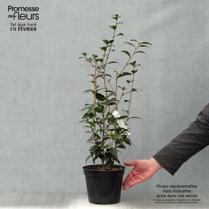 Camellia Spring Festival Vaso da 3L/4L esemplare consegnato in inverno