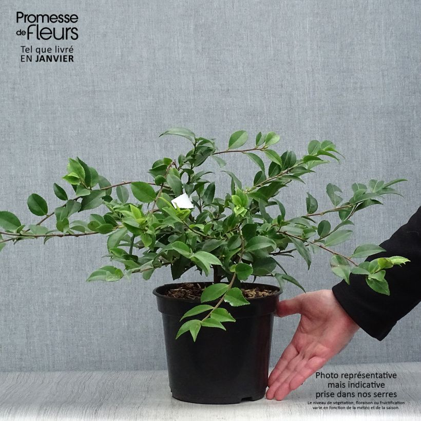 Camellia lutchuensis Sweet Emily Kate Vaso da 4L/5L esemplare consegnato in inverno