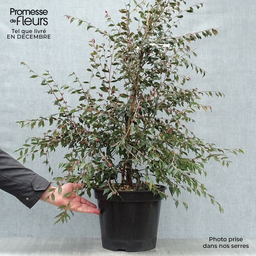 Camellia rosthoriana Cupido Vaso da 7,5L/10L esemplare consegnato in inverno