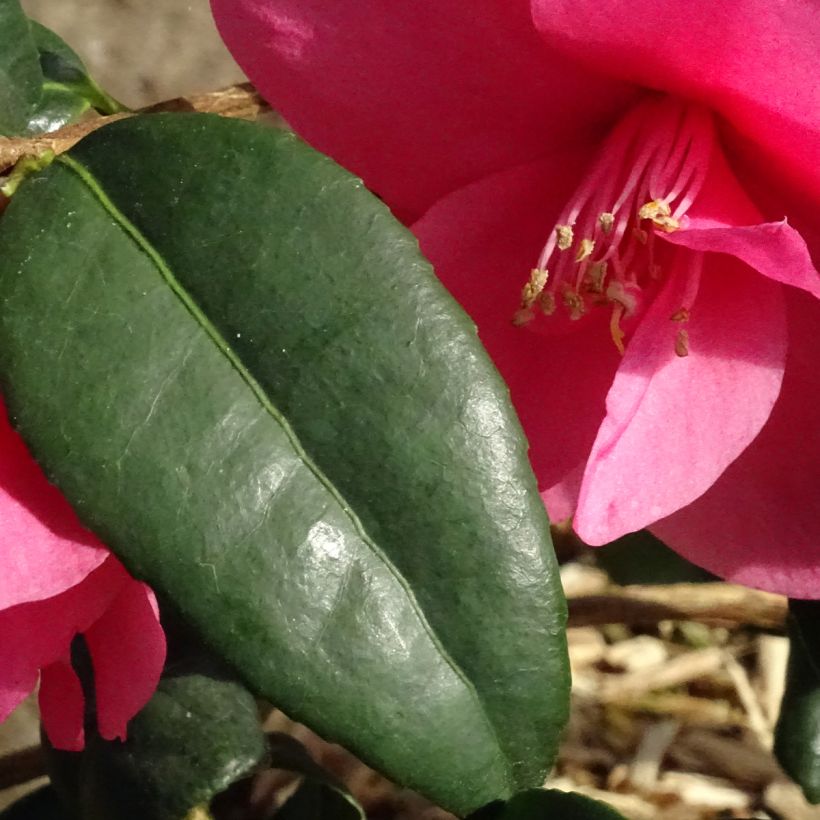 Camellia Gay Baby (Fogliame)
