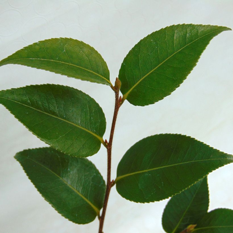 Camellia transnokoensis Sweet Jane (Fogliame)