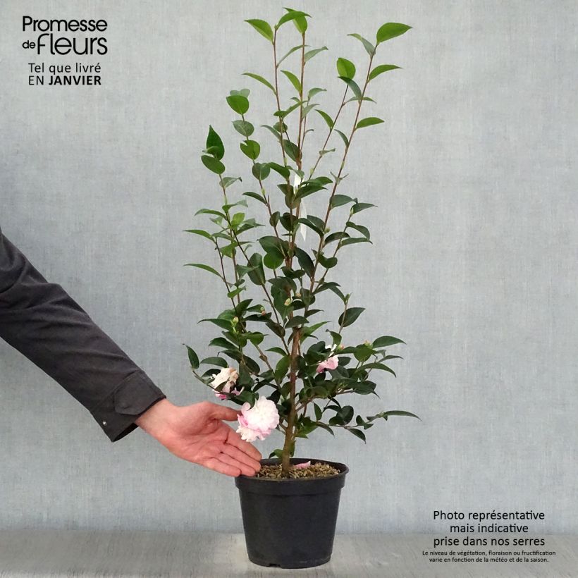 Camellia transnokoensis Sweet Jane Vaso da 4L/5L esemplare consegnato in inverno
