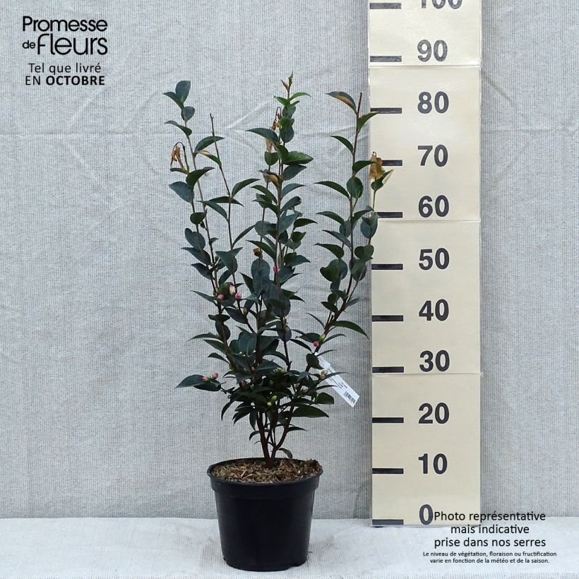 Esemplare di Camellia transnokoensis Sweet Jane Vaso da 4L/5L come consegnato in autunno