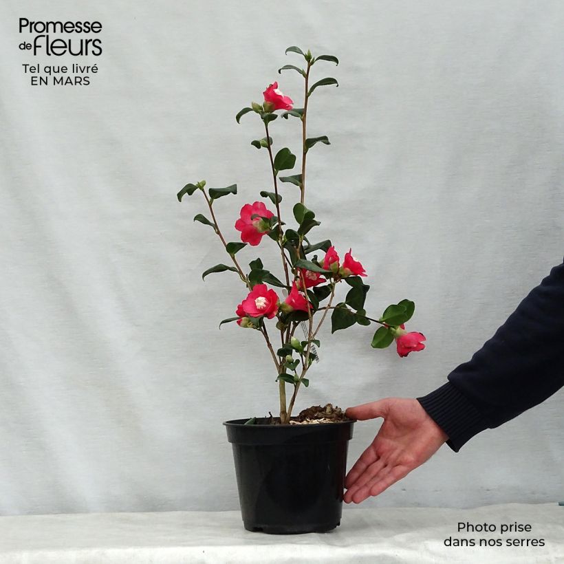 Camellia japonica Marshmallow Vaso da 4L/5L esemplare consegnato in primavera