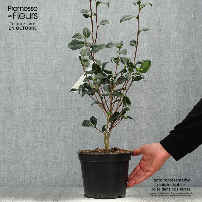 Esemplare di Camellia japonica Marshmallow Vaso da 4L/5L come consegnato in autunno