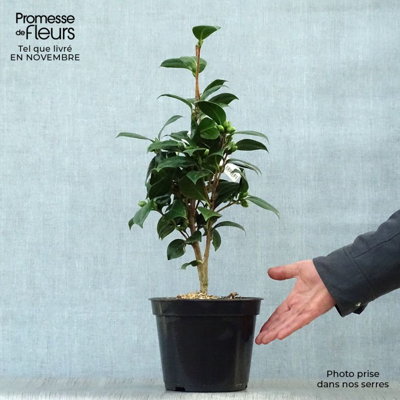 Esemplare di Camellia Dahlonega Vaso da 4L/5L come consegnato in autunno