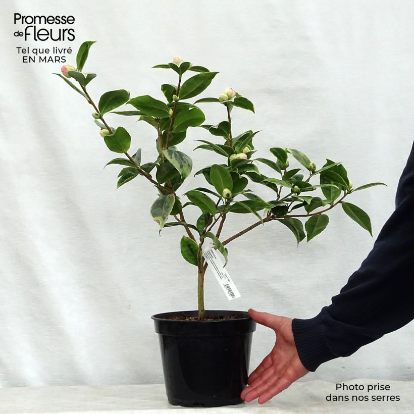 Camellia japonica Kerguelen Vaso da 4L/5L esemplare consegnato in primavera