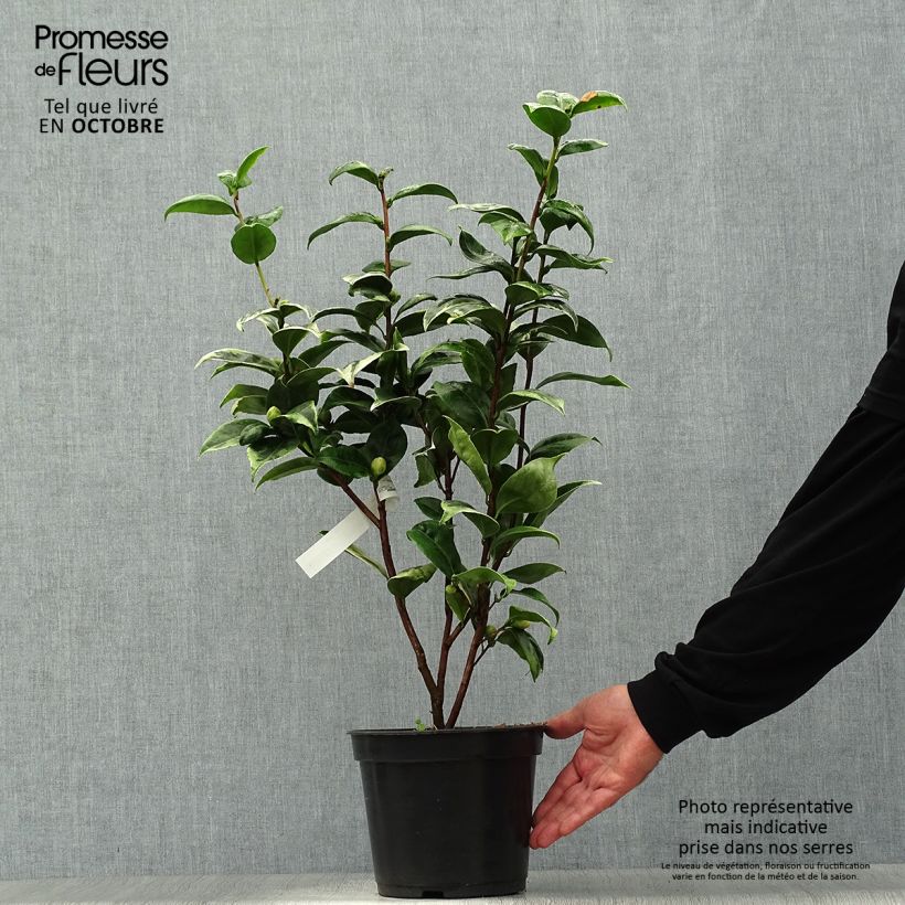 Esemplare di Camellia japonica Kerguelen Vaso da 4L/5L come consegnato in autunno
