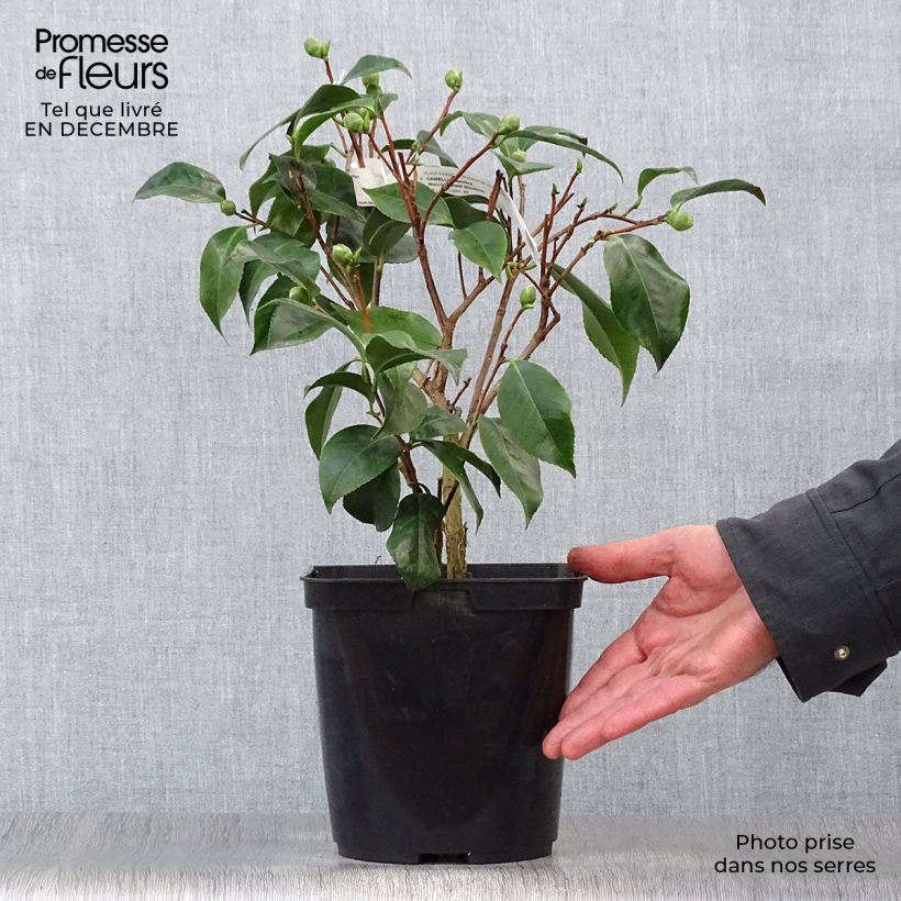 Camellia japonica Nuccio's Jewel Vaso da 3L/4L esemplare consegnato in inverno