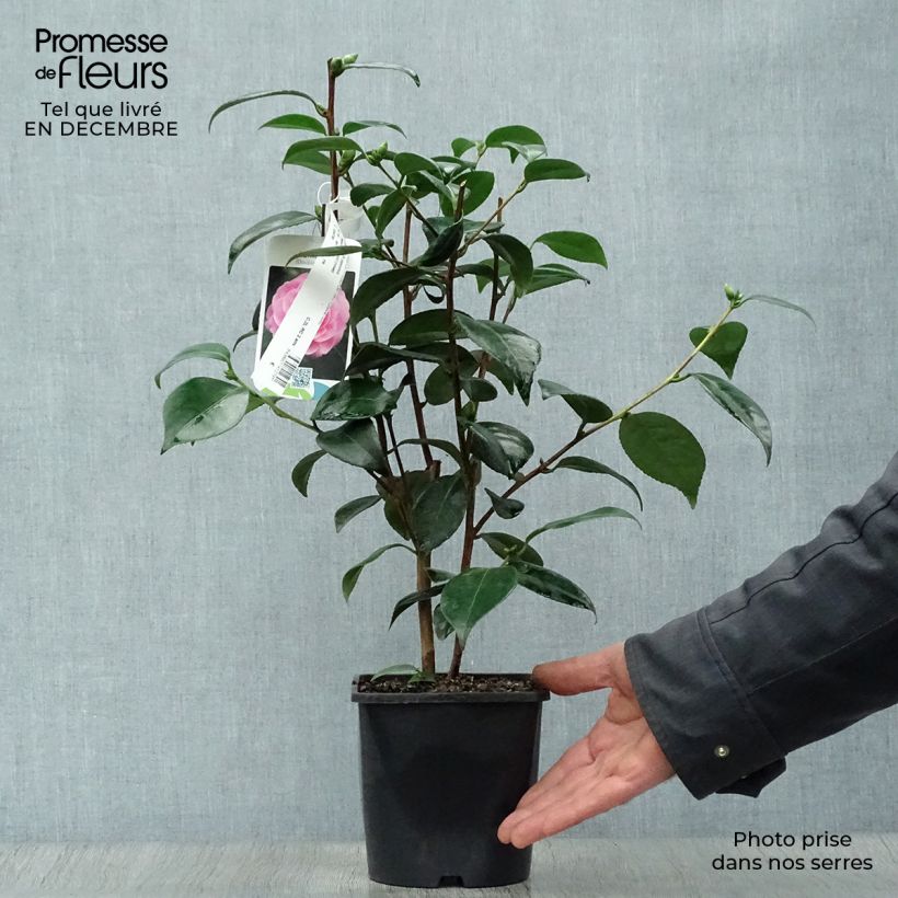 Camellia Nuccio's Pearl Vaso da 2L/3L esemplare consegnato in inverno