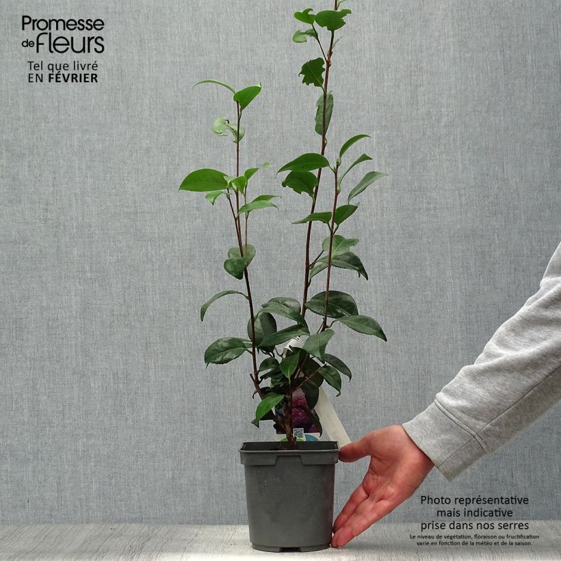 Esemplare di Camellia Nuccio's Pearl Vaso da 2L/3L come consegnato in autunno