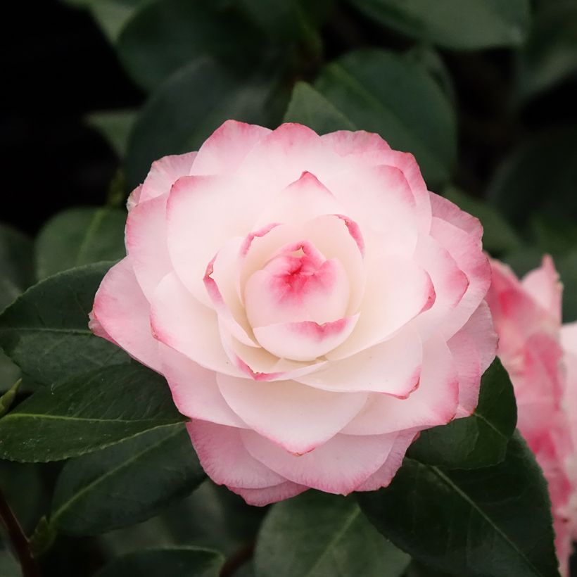 Camellia Nuccio's Pearl (Fioritura)