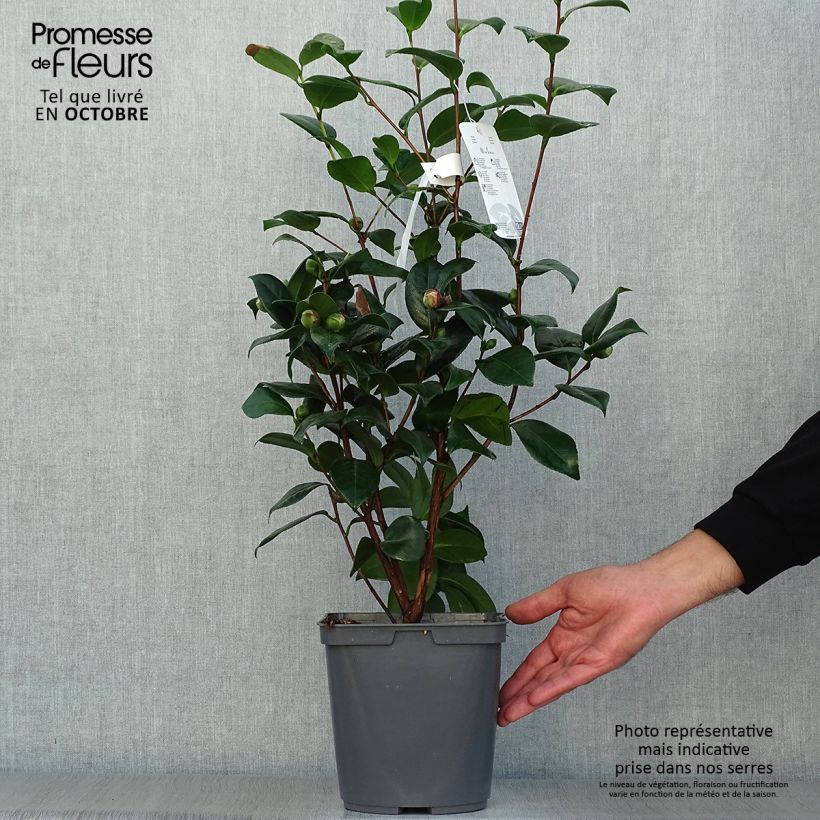 Esemplare di Camellia japonica Nuccio's Jewel Vaso da 3L/4L come consegnato in autunno