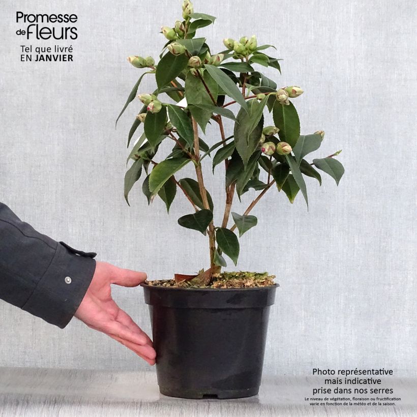 Camellia Royal Velvet Vaso da 4L/5L esemplare consegnato in inverno