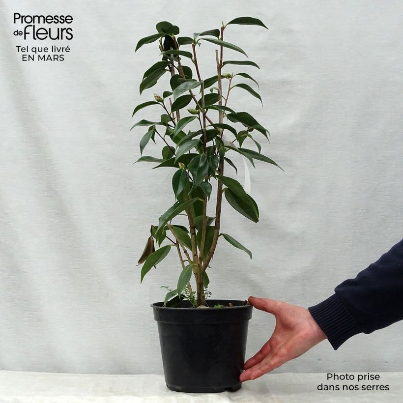 Camellia Royal Velvet Vaso da 4L/5L esemplare consegnato in primavera