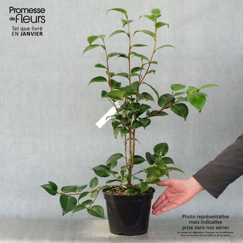 Camellia Tom Pouce Vaso da 4L/5L esemplare consegnato in inverno