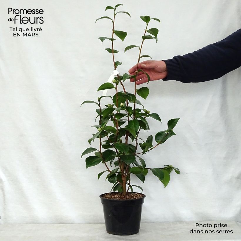 Camellia Tom Pouce Vaso da 4L/5L esemplare consegnato in primavera