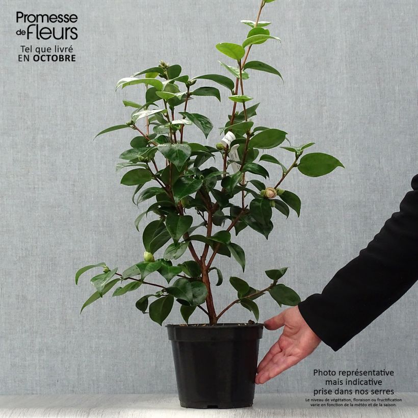 Esemplare di Camellia Tom Pouce Vaso da 4L/5L come consegnato in autunno