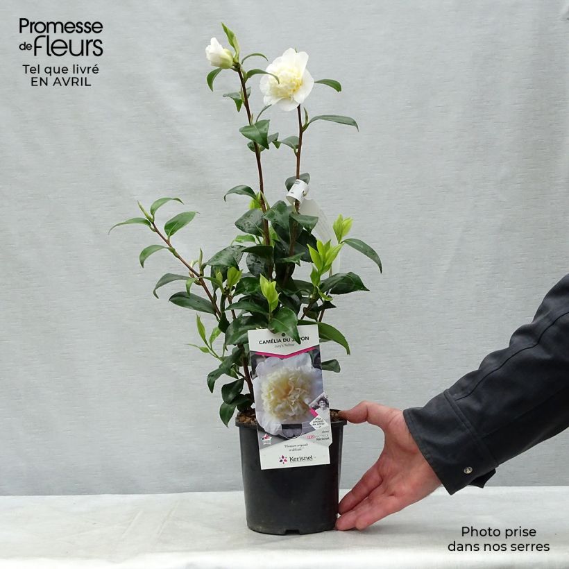 Camellia japonica Jury's Yellow Vaso da 1,5L/2L esemplare consegnato in primavera