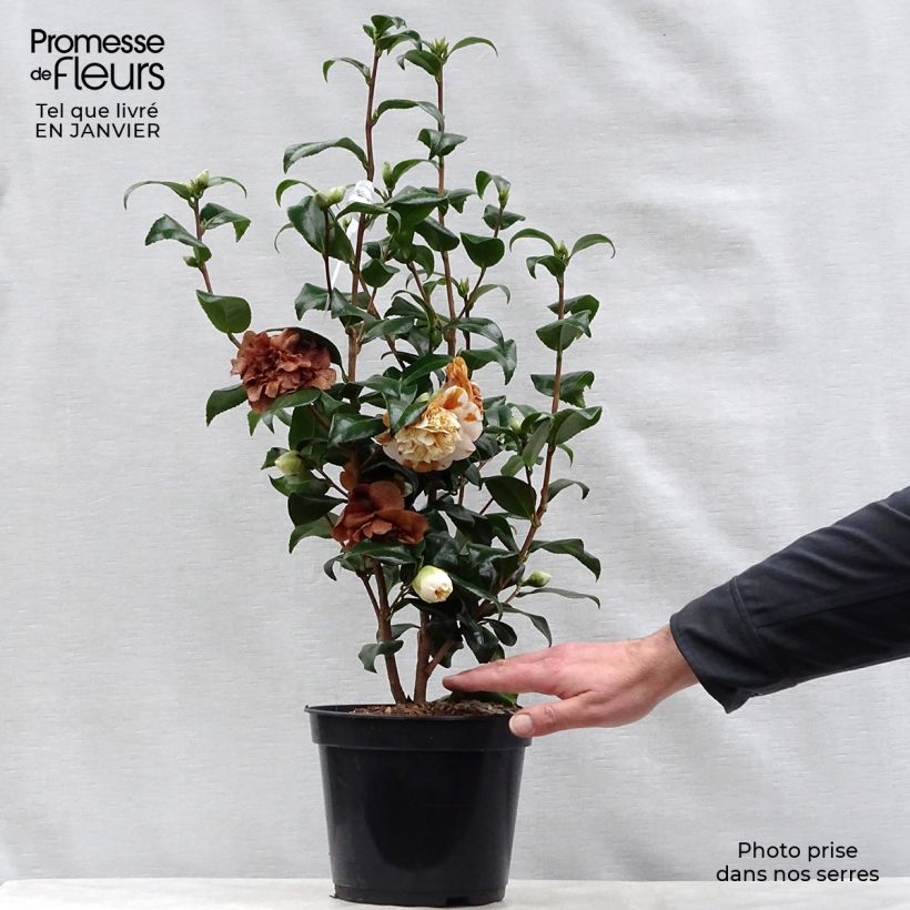 Camellia japonica Jury's Yellow Vaso da 3L/4L esemplare consegnato in inverno