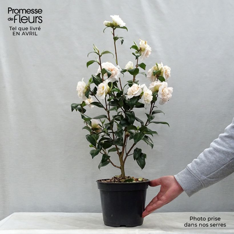 Camellia japonica Jury's Yellow Vaso da 3L/4L esemplare consegnato in primavera
