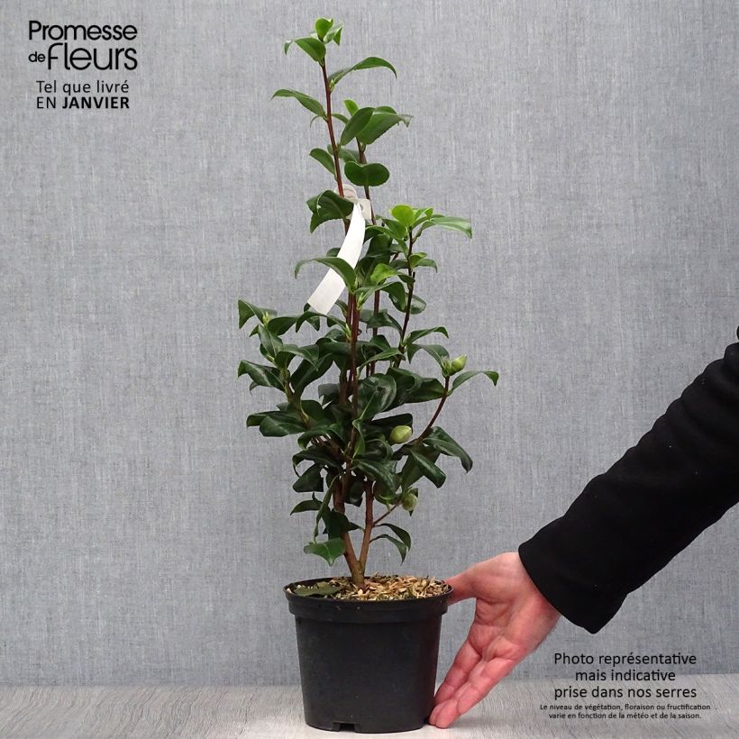 Camellia japonica Jury's Yellow Vaso da 1,5L/2L esemplare consegnato in inverno