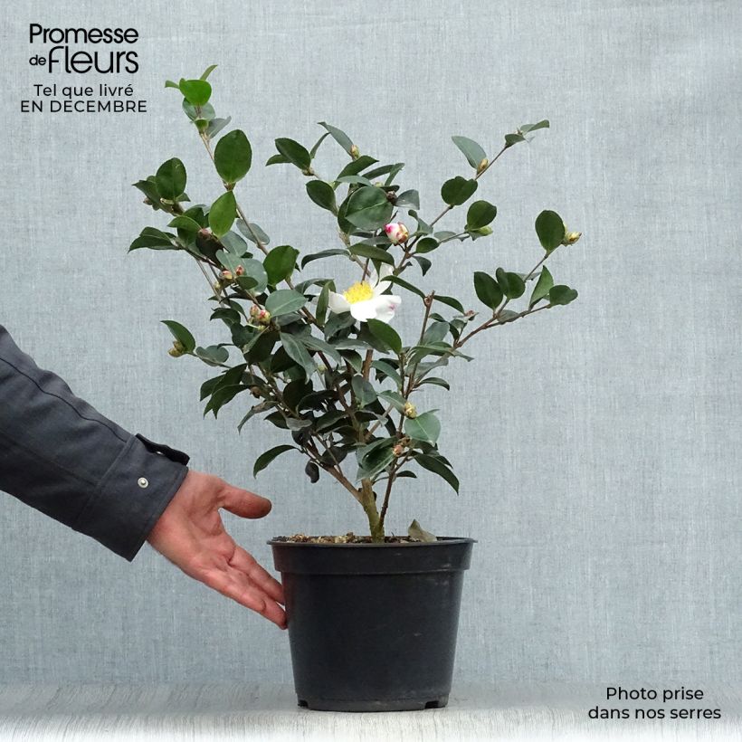 Camellia sasanqua Narumi Gaita Vaso da 4L/5L esemplare consegnato in inverno