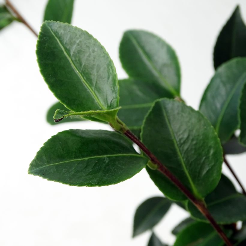 Camellia Fuji no Yuki (Fogliame)