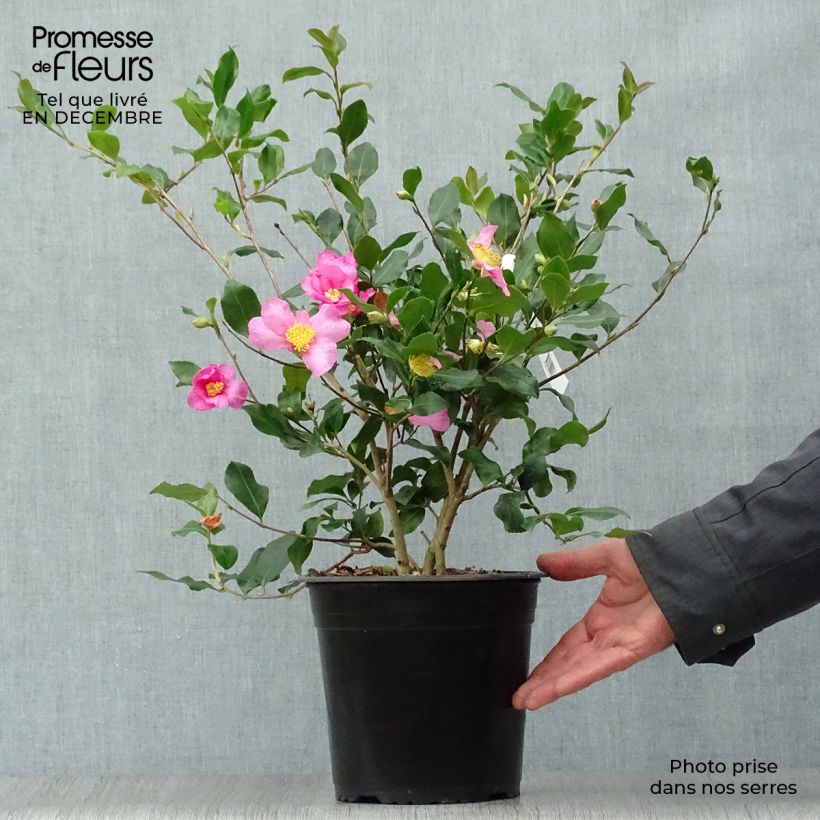 Camellia sasanqua Cleopatra Vaso da 3L/4L esemplare consegnato in inverno