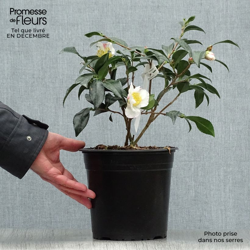Camellia sasanqua Hinode-Gumo Vaso da 4L/5L esemplare consegnato in inverno